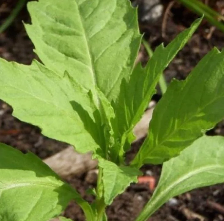 Epazote Live Herb Plant - Set of 2, 4 Inch Pot, Dysphania ambrosioides, Kitchen Garden Epazote Live Herb Plant - Set of 2, 4 Inch Pot, Dysphania ambrosioides, Kitchen Garden - Image 2