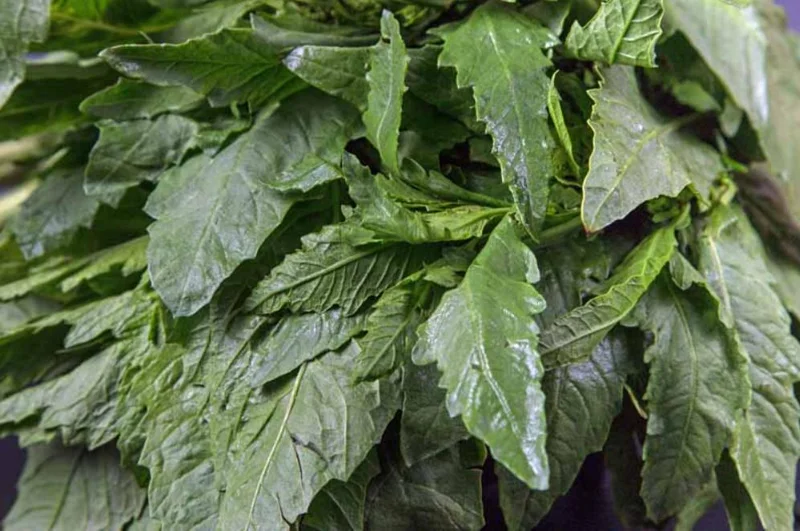 Epazote Live Herb Plant - Set of 2, 4 Inch Pot, Dysphania ambrosioides, Kitchen Garden Epazote Live Herb Plant - Set of 2, 4 Inch Pot, Dysphania ambrosioides, Kitchen Garden - Image 3