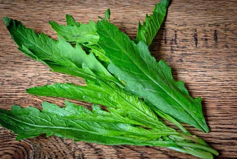 Epazote Live Herb Plant - Set of 2, 4 Inch Pot, Dysphania ambrosioides, Kitchen Garden Epazote Live Herb Plant - Set of 2, 4 Inch Pot, Dysphania ambrosioides, Kitchen Garden - Image 4