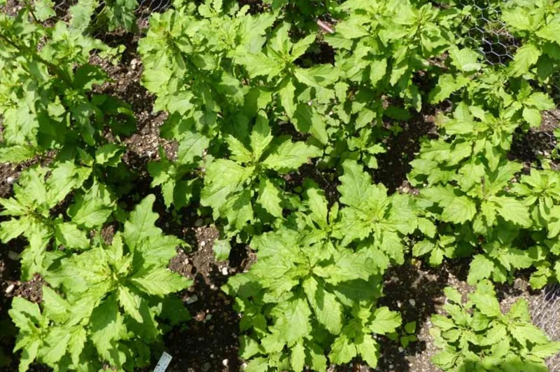 Epazote Live Herb Plant - Set of 2, 4 Inch Pot, Dysphania ambrosioides, Kitchen Garden Epazote Live Herb Plant - Set of 2, 4 Inch Pot, Dysphania ambrosioides, Kitchen Garden - Image 6