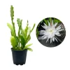 Epiphyllum Orchid Cactus Live Plant - Rare Night Blooming, 4 Inch Pot, Houseplant - Image 1
