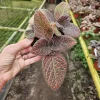 Episcia Flame Violet Pink Gator Live Plant – Trailing Houseplant 4 Inch Pot - Image 1