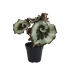 Escargot Begonia Live Plant – Colorful Foliage Houseplant – 4-7 Inch – Indoor Escargot Begonia Live Plant – Colorful Foliage Houseplant – 4-7 Inch – Indoor - Image 1