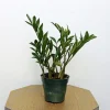 Eternity ZZ Plant – Zamioculcas zamiifolia Live Plant – 4 inch Pot – Indoor - Image 1