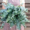 Eucalyptus Silver Dollar Live Plant - 3-5 Inch Tall Aromatic Foliage for Garden & Containers - Image 1