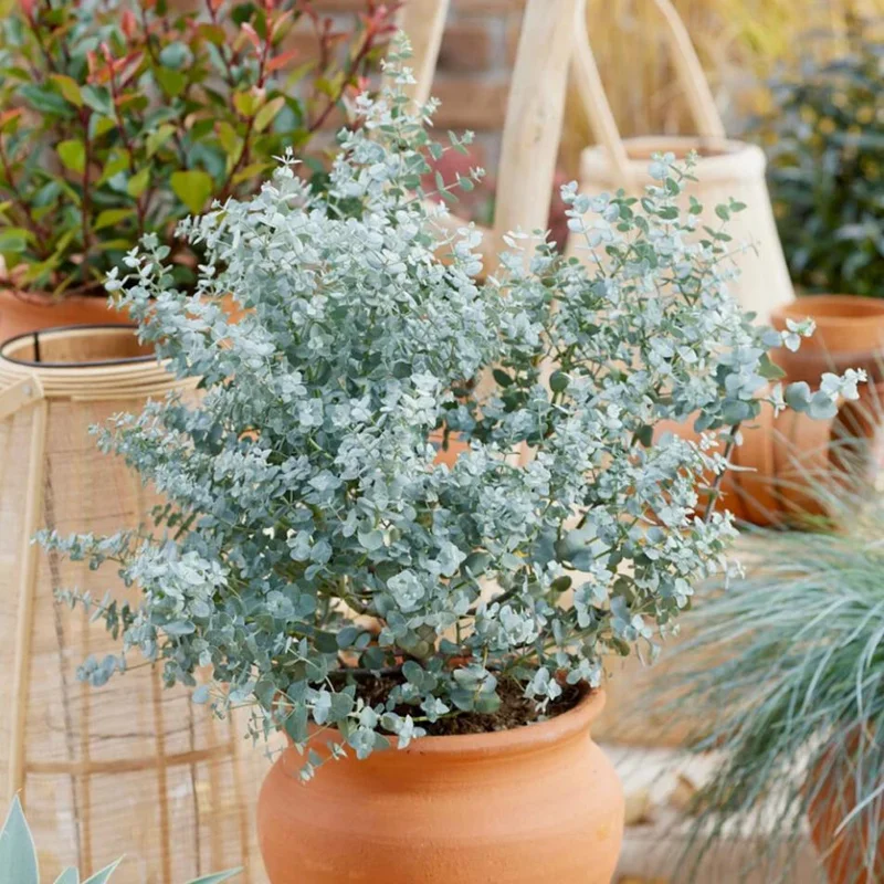Eucalyptus Silver Dollar Live Plant - 4 to 6 Inch Starter Plant for Indoor/Outdoor Eucalyptus Silver Dollar Live Plant - 4 to 6 Inch Starter Plant for Indoor/Outdoor - Image 1