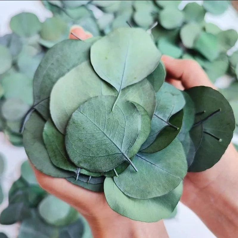 Eucalyptus Silver Dollar Live Plant - 4 to 6 Inch Starter Plant for Indoor/Outdoor Eucalyptus Silver Dollar Live Plant - 4 to 6 Inch Starter Plant for Indoor/Outdoor - Image 2