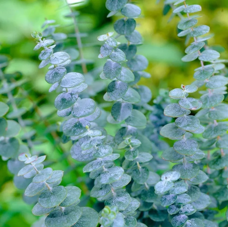 Eucalyptus Silver Dollar Live Plant - 4 to 6 Inch Starter Plant for Indoor/Outdoor Eucalyptus Silver Dollar Live Plant - 4 to 6 Inch Starter Plant for Indoor/Outdoor - Image 3