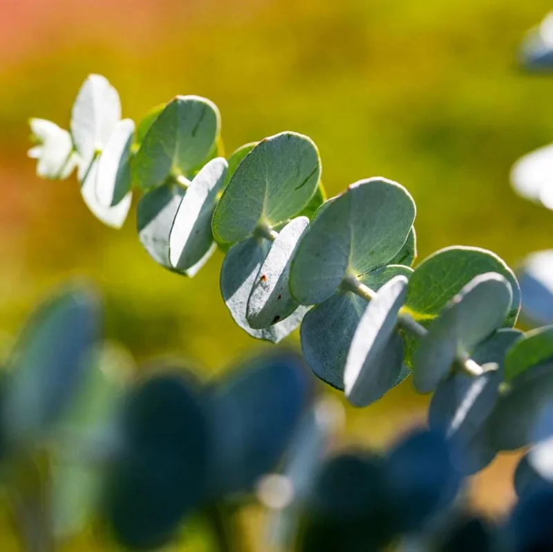 Eucalyptus Silver Dollar Live Plant - 4 to 6 Inch Starter Plant for Indoor/Outdoor Eucalyptus Silver Dollar Live Plant - 4 to 6 Inch Starter Plant for Indoor/Outdoor - Image 5