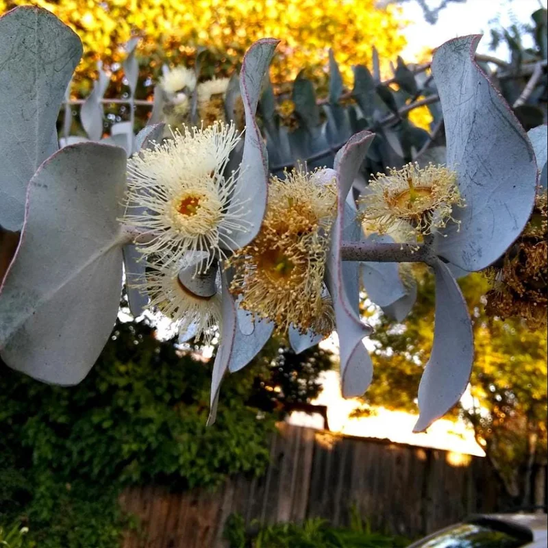 Eucalyptus Silver Dollar Live Plant - 4 to 6 Inch Starter Plant for Indoor/Outdoor Eucalyptus Silver Dollar Live Plant - 4 to 6 Inch Starter Plant for Indoor/Outdoor - Image 6