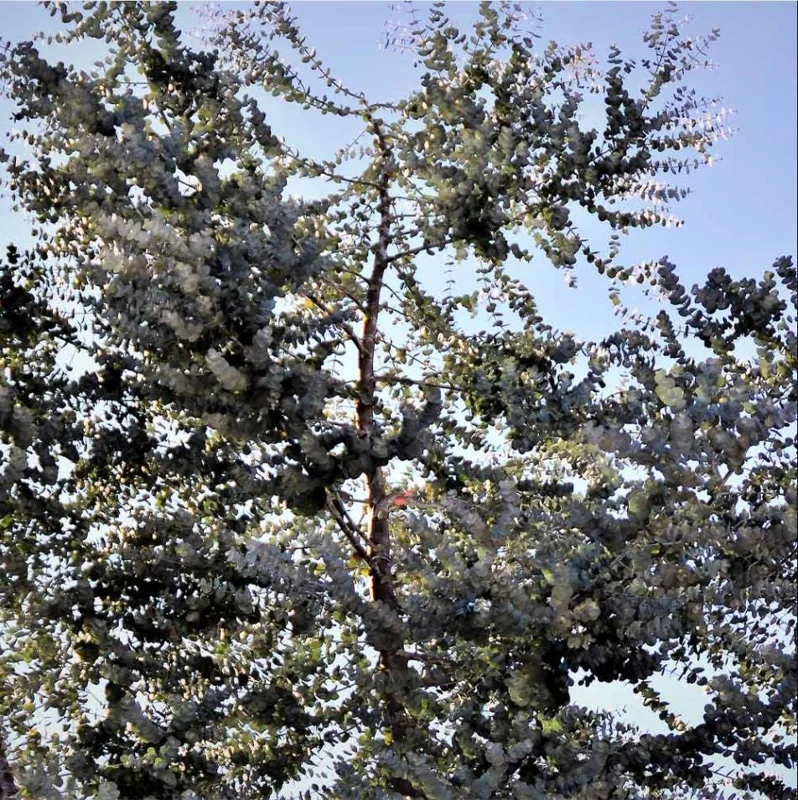 Eucalyptus Silver Dollar Live Plant - 4 to 6 Inch Starter Plant for Indoor/Outdoor Eucalyptus Silver Dollar Live Plant - 4 to 6 Inch Starter Plant for Indoor/Outdoor - Image 7