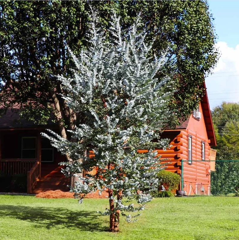 Eucalyptus Silver Dollar Live Plant - 4 to 6 Inch Starter Plant for Indoor/Outdoor Eucalyptus Silver Dollar Live Plant - 4 to 6 Inch Starter Plant for Indoor/Outdoor - Image 8