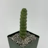 Eulychnia Castanea Spiralis Live Plant – Rare Spiral Cactus in 6 Inch Pot Eulychnia Castanea Spiralis Live Plant – Rare Spiral Cactus in 6 Inch Pot - Image 1