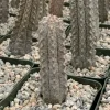 Euphorbia Abdelkuri Live Plant - Rare Gray Succulent - 4 Inch Pot Euphorbia Abdelkuri Live Plant - Rare Gray Succulent - 4 Inch Pot - Image 1
