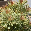 Euphorbia Ascot Rainbow Live Plant – 3-6 Inch Tall Plug – Colorful Evergreen Perennial for Outdoor Garden Euphorbia Ascot Rainbow Live Plant – 3-6 Inch Tall Plug – Colorful Evergreen Perennial for Outdoor Garden - Image 1