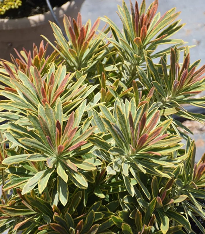 Euphorbia Ascot Rainbow Starter Plant – 3-6 Inch Tall Plug – Colorful Variegated Foliage Evergreen Perennial for Garden & Border Euphorbia Ascot Rainbow Starter Plant – 3-6 Inch Tall Plug – Colorful Variegated Foliage Evergreen Perennial for Garden & Border - Image 2