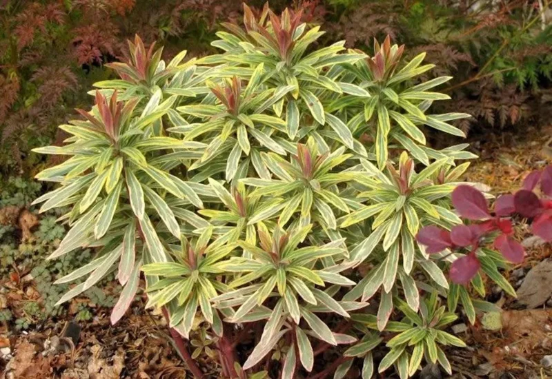 Euphorbia Ascot Rainbow Starter Plant – 3-6 Inch Tall Plug – Colorful Variegated Foliage Evergreen Perennial for Garden & Border Euphorbia Ascot Rainbow Starter Plant – 3-6 Inch Tall Plug – Colorful Variegated Foliage Evergreen Perennial for Garden & Border - Image 3