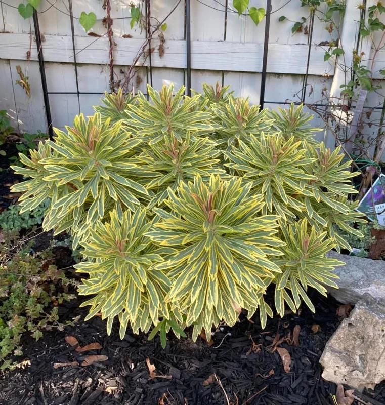 Euphorbia Ascot Rainbow Starter Plant – 3-6 Inch Tall Plug – Colorful Variegated Foliage Evergreen Perennial for Garden & Border Euphorbia Ascot Rainbow Starter Plant – 3-6 Inch Tall Plug – Colorful Variegated Foliage Evergreen Perennial for Garden & Border - Image 4