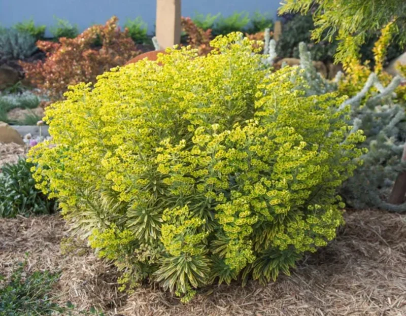 Euphorbia Ascot Rainbow Starter Plant – 3-6 Inch Tall Plug – Colorful Variegated Foliage Evergreen Perennial for Garden & Border Euphorbia Ascot Rainbow Starter Plant – 3-6 Inch Tall Plug – Colorful Variegated Foliage Evergreen Perennial for Garden & Border - Image 5