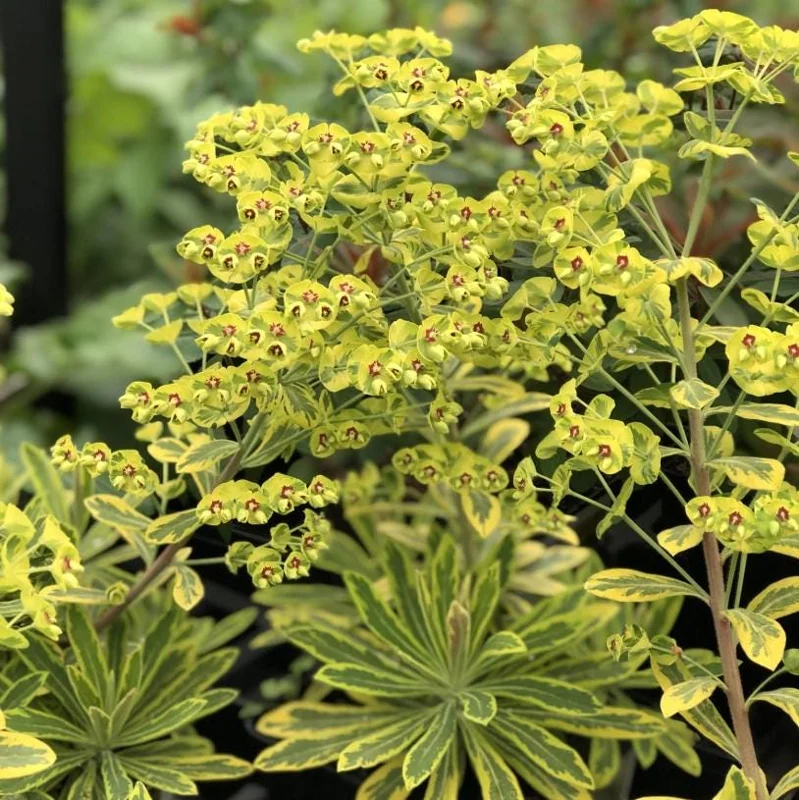 Euphorbia Ascot Rainbow Starter Plant – 3-6 Inch Tall Plug – Colorful Variegated Foliage Evergreen Perennial for Garden & Border Euphorbia Ascot Rainbow Starter Plant – 3-6 Inch Tall Plug – Colorful Variegated Foliage Evergreen Perennial for Garden & Border - Image 6