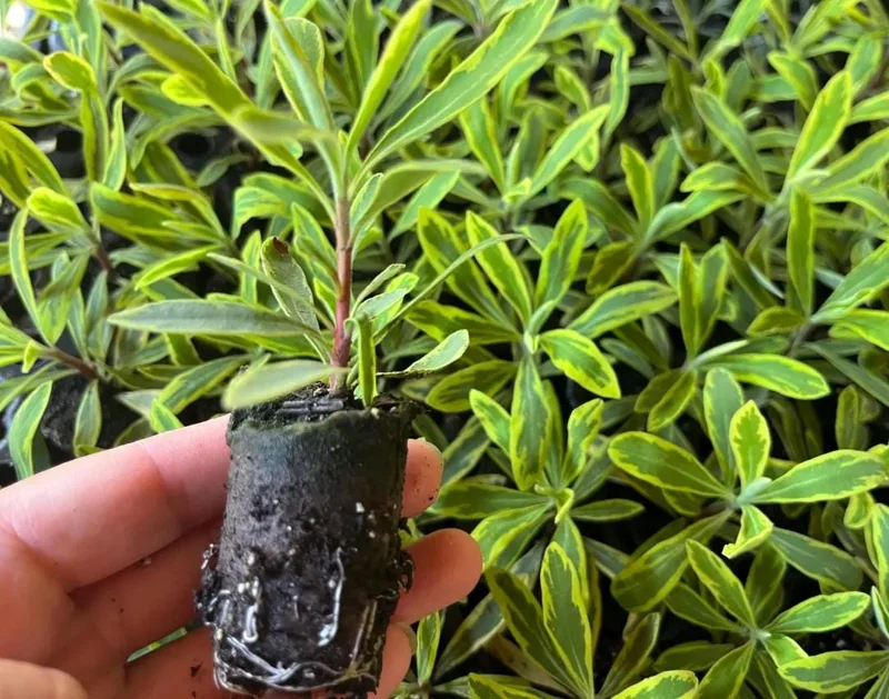 Euphorbia Ascot Rainbow Starter Plant – 3-6 Inch Tall Plug – Colorful Variegated Foliage Evergreen Perennial for Garden & Border Euphorbia Ascot Rainbow Starter Plant – 3-6 Inch Tall Plug – Colorful Variegated Foliage Evergreen Perennial for Garden & Border - Image 7