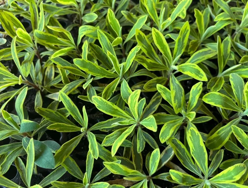 Euphorbia Ascot Rainbow Starter Plant – 3-6 Inch Tall Plug – Colorful Variegated Foliage Evergreen Perennial for Garden & Border Euphorbia Ascot Rainbow Starter Plant – 3-6 Inch Tall Plug – Colorful Variegated Foliage Evergreen Perennial for Garden & Border - Image 8