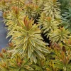 Euphorbia Ascot Rainbow Starter Plant – 3-6 Inch Tall Plug – Colorful Variegated Foliage Evergreen Perennial for Garden & Border - Image 1