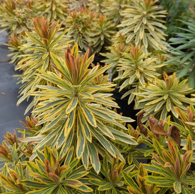 Euphorbia Ascot Rainbow Starter Plant – 3-6 Inch Tall Plug – Colorful Variegated Foliage Evergreen Perennial for Garden & Border Euphorbia Ascot Rainbow Starter Plant – 3-6 Inch Tall Plug – Colorful Variegated Foliage Evergreen Perennial for Garden & Border - Image 1