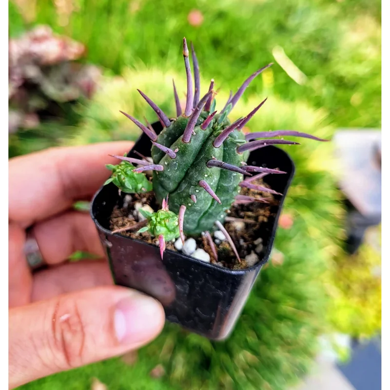 Euphorbia Enopla Pincushion Cactus Succulent Live Plant 2" Pot Indoor/Outdoor Euphorbia Enopla Pincushion Cactus Succulent Live Plant 2" Pot Indoor/Outdoor - Image 2