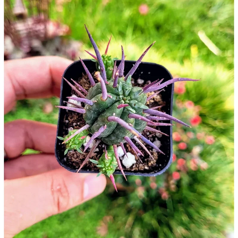 Euphorbia Enopla Pincushion Cactus Succulent Live Plant 2" Pot Indoor/Outdoor Euphorbia Enopla Pincushion Cactus Succulent Live Plant 2" Pot Indoor/Outdoor - Image 3