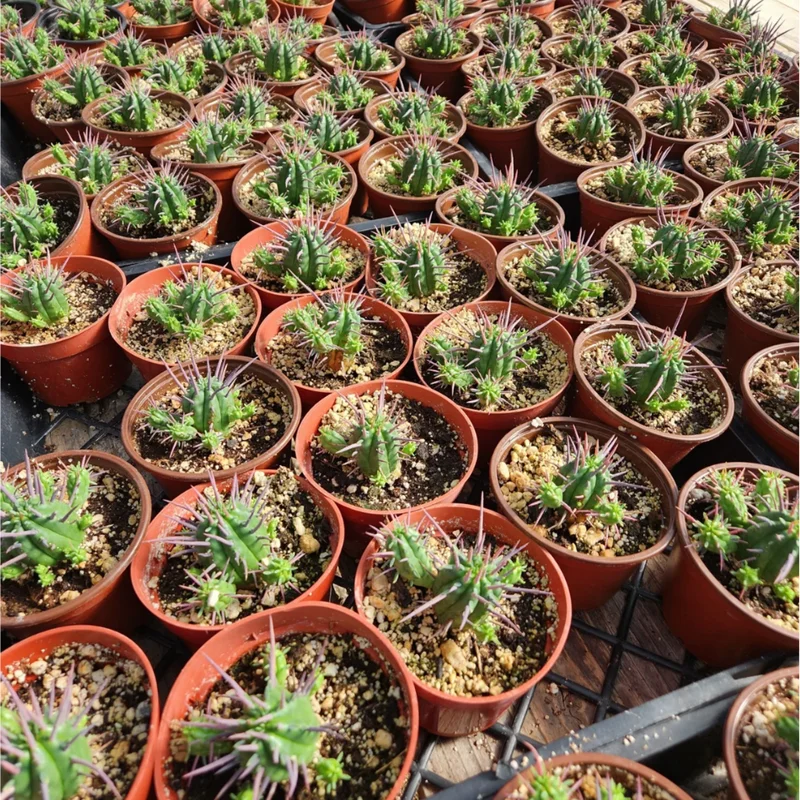 Euphorbia Enopla Pincushion Cactus Succulent Live Plant 2" Pot Indoor/Outdoor Euphorbia Enopla Pincushion Cactus Succulent Live Plant 2" Pot Indoor/Outdoor - Image 4