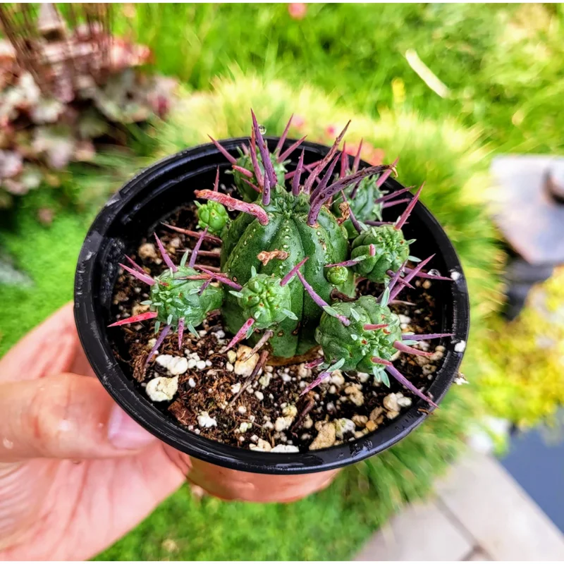 Euphorbia Enopla Pincushion Cactus Succulent Live Plant 2" Pot Indoor/Outdoor Euphorbia Enopla Pincushion Cactus Succulent Live Plant 2" Pot Indoor/Outdoor - Image 5