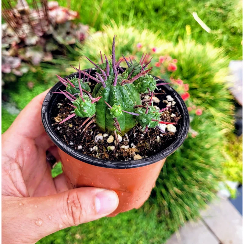 Euphorbia Enopla Pincushion Cactus Succulent Live Plant 2" Pot Indoor/Outdoor Euphorbia Enopla Pincushion Cactus Succulent Live Plant 2" Pot Indoor/Outdoor - Image 6