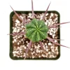 Euphorbia Enopla Pincushion Cactus Succulent Live Plant 2" Pot Indoor/Outdoor - Image 1