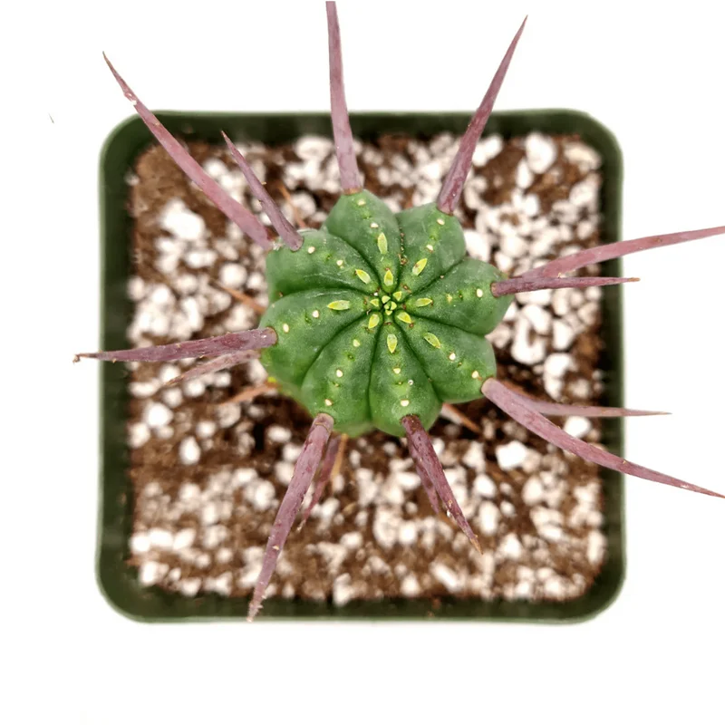 Euphorbia Enopla Pincushion Cactus Succulent Live Plant 2" Pot Indoor/Outdoor Euphorbia Enopla Pincushion Cactus Succulent Live Plant 2" Pot Indoor/Outdoor - Image 1