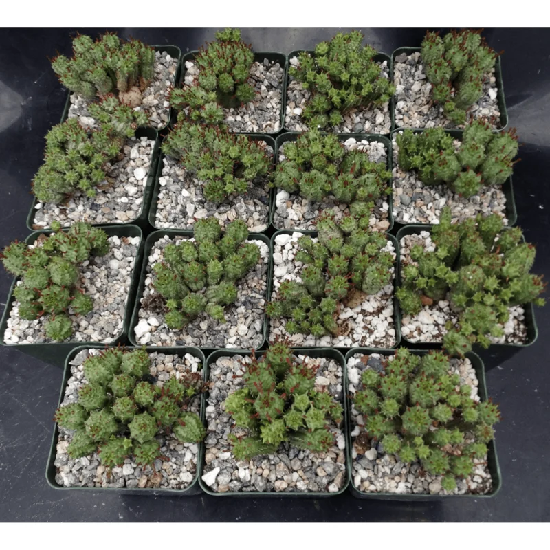 Euphorbia Monstrose Live Succulent Plant – Cactus Cluster – 4" Pot Euphorbia Monstrose Live Succulent Plant – Cactus Cluster – 4" Pot - Image 2