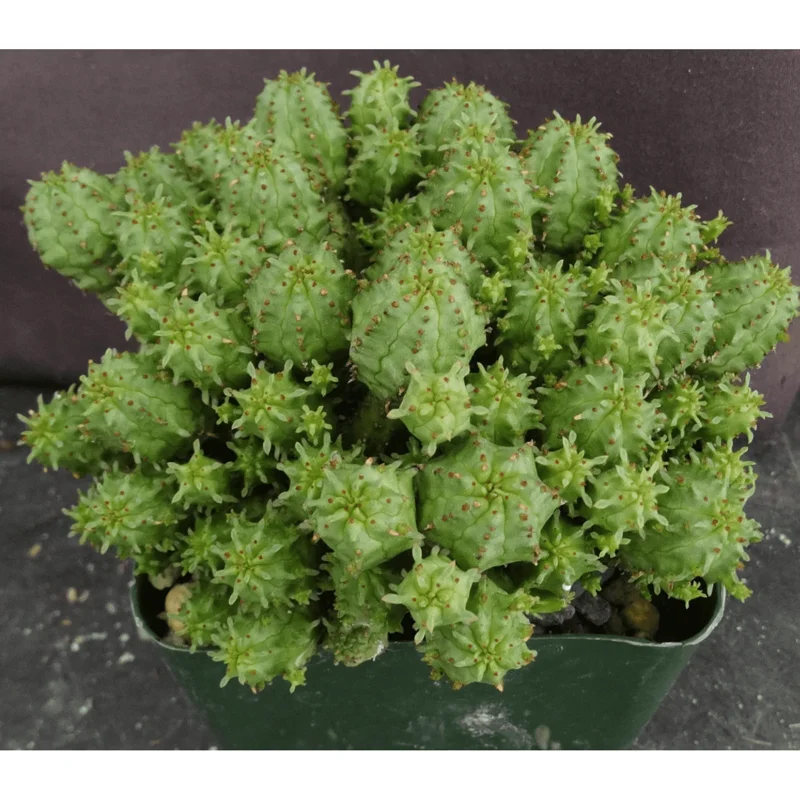 Euphorbia Monstrose Live Succulent Plant – Cactus Cluster – 4" Pot Euphorbia Monstrose Live Succulent Plant – Cactus Cluster – 4" Pot - Image 3