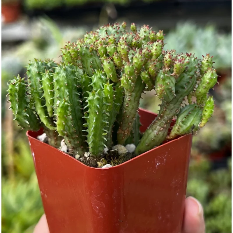 Euphorbia Monstrose Live Succulent Plant – Cactus Cluster – 4" Pot Euphorbia Monstrose Live Succulent Plant – Cactus Cluster – 4" Pot - Image 4