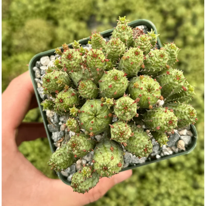 Euphorbia Monstrose Live Succulent Plant – Cactus Cluster – 4" Pot Euphorbia Monstrose Live Succulent Plant – Cactus Cluster – 4" Pot - Image 1