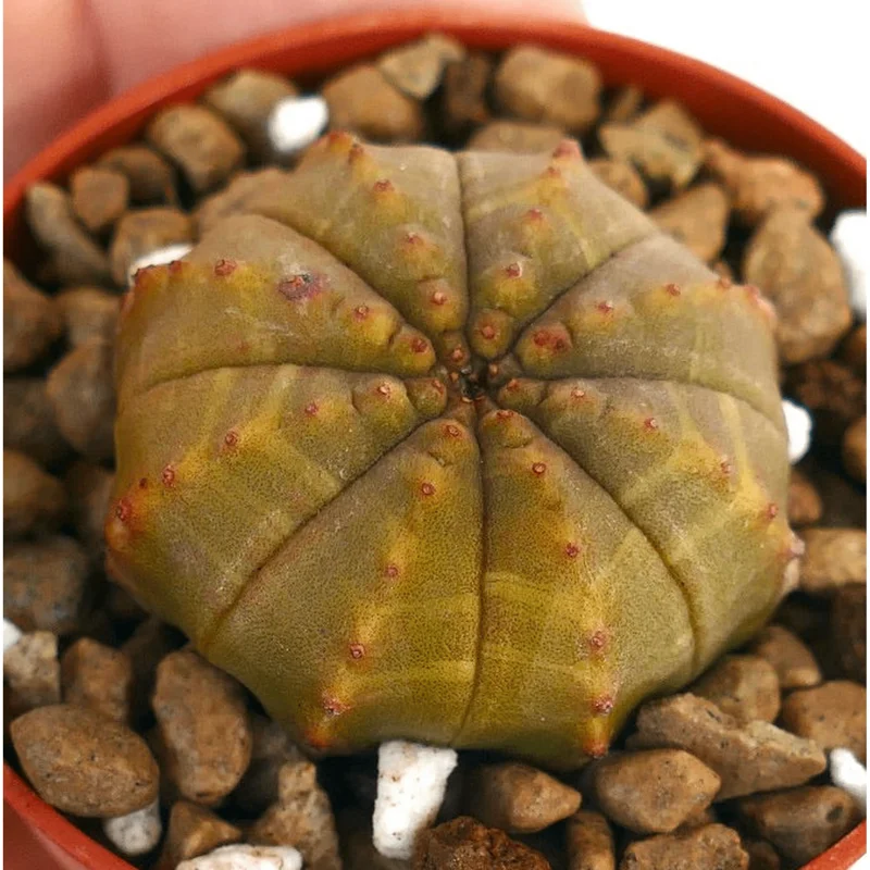 Euphorbia Obesa Hybrid Plant – Rare Baseball Cactus – Live Succulent – 3 inch Pot – Indoor Euphorbia Obesa Hybrid Plant – Rare Baseball Cactus – Live Succulent – 3 inch Pot – Indoor - Image 2