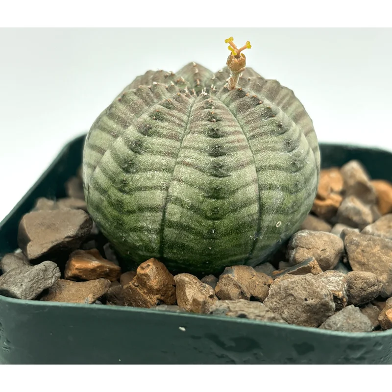 Euphorbia Obesa Hybrid Plant – Rare Baseball Cactus – Live Succulent – 3 inch Pot – Indoor Euphorbia Obesa Hybrid Plant – Rare Baseball Cactus – Live Succulent – 3 inch Pot – Indoor - Image 3