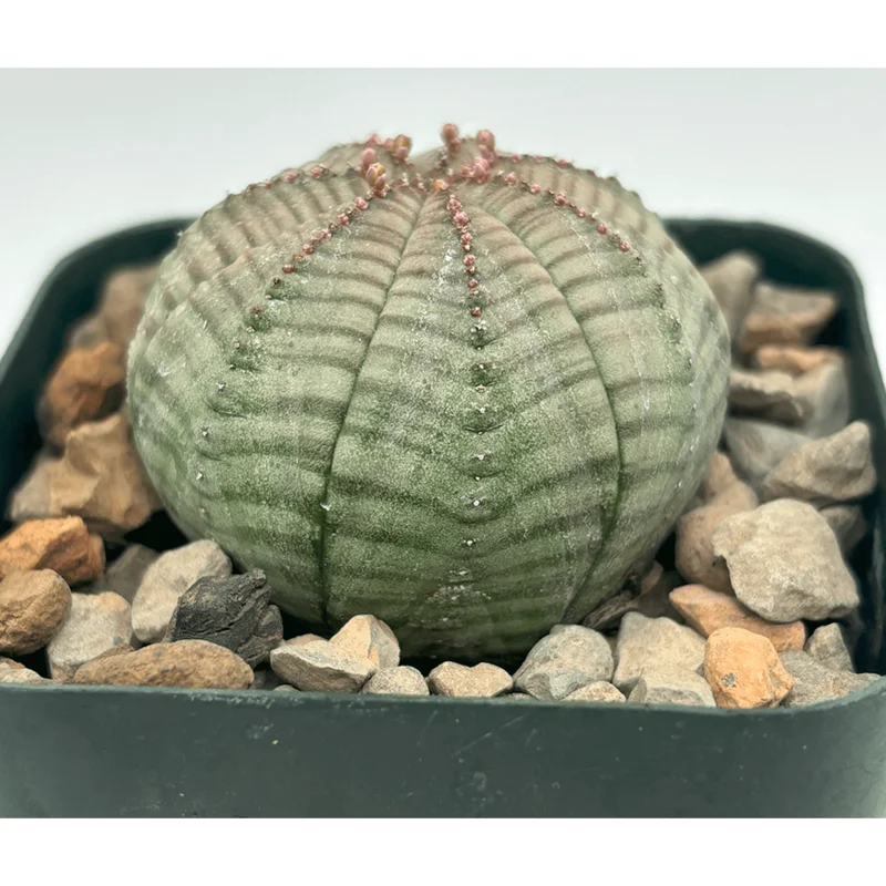 Euphorbia Obesa Hybrid Plant – Rare Baseball Cactus – Live Succulent – 3 inch Pot – Indoor Euphorbia Obesa Hybrid Plant – Rare Baseball Cactus – Live Succulent – 3 inch Pot – Indoor - Image 4