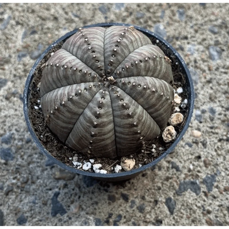 Euphorbia Obesa Hybrid Plant – Rare Baseball Cactus – Live Succulent – 3 inch Pot – Indoor Euphorbia Obesa Hybrid Plant – Rare Baseball Cactus – Live Succulent – 3 inch Pot – Indoor - Image 5