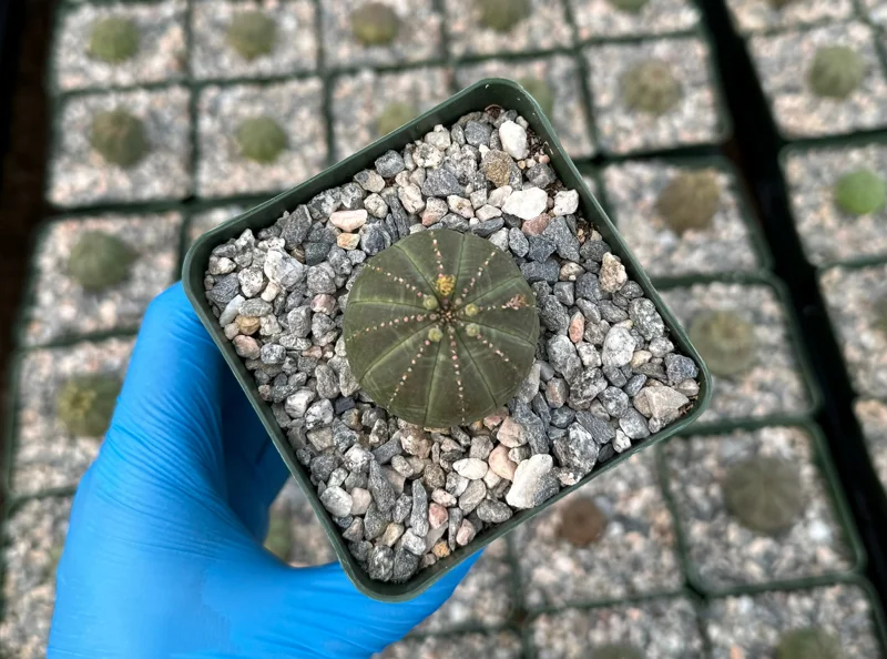 Euphorbia Obesa Live Plant - Rare Baseball Succulent in 4 Inch Pot Euphorbia Obesa Live Plant - Rare Baseball Succulent in 4 Inch Pot - Image 2