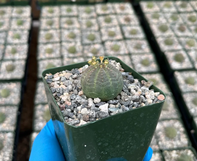 Euphorbia Obesa Live Plant - Rare Baseball Succulent in 4 Inch Pot Euphorbia Obesa Live Plant - Rare Baseball Succulent in 4 Inch Pot - Image 3