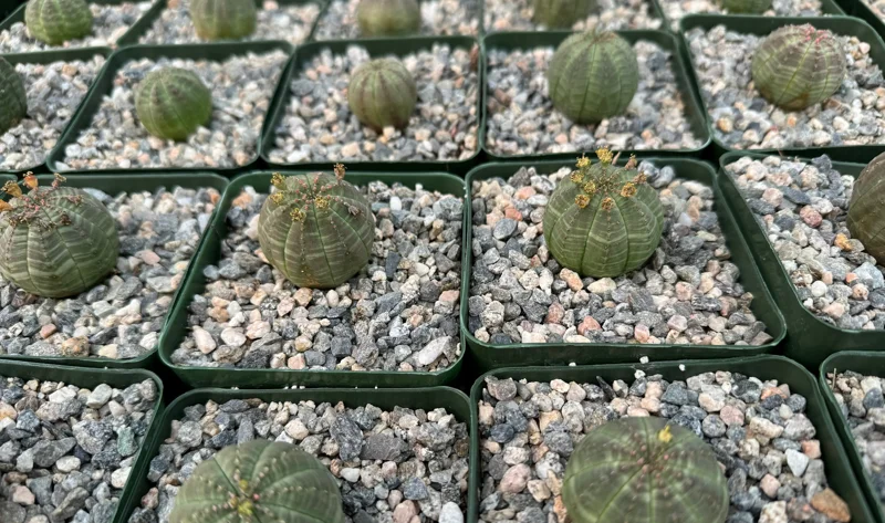 Euphorbia Obesa Live Plant - Rare Baseball Succulent in 4 Inch Pot Euphorbia Obesa Live Plant - Rare Baseball Succulent in 4 Inch Pot - Image 4