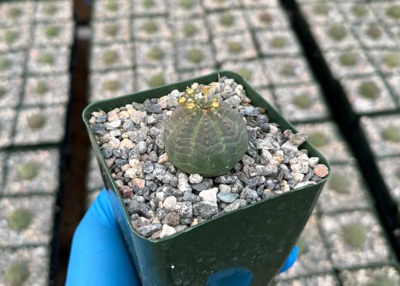 Euphorbia Obesa Live Plant - Rare Baseball Succulent in 4 Inch Pot Euphorbia Obesa Live Plant - Rare Baseball Succulent in 4 Inch Pot - Image 1