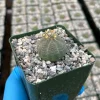 Euphorbia Obesa Live Plant - Rare Baseball Succulent in 4 Inch Pot Indoor - Image 1