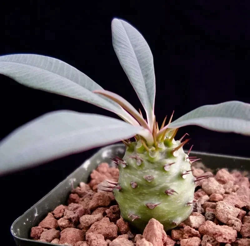 Euphorbia Pachypodioides Seeds - Rare Succulent Cactus, 5 Seed Pack, Outdoor - Image 2