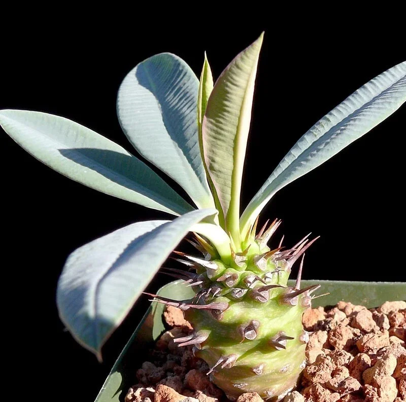 Euphorbia Pachypodioides Seeds - Rare Succulent Cactus, 5 Seed Pack, Outdoor Euphorbia Pachypodioides Seeds - Rare Succulent Cactus, 5 Seed Pack, Outdoor - Image 3